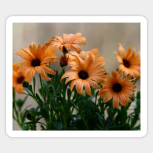 Pale orange flowers Sticker